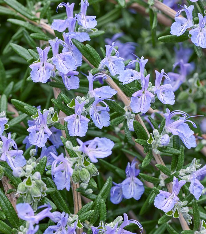 Image credit: Darwin Perennials