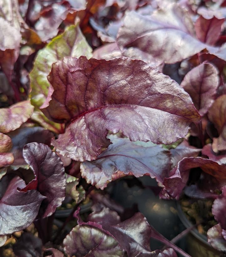Image Credit: Prides Corner Farms