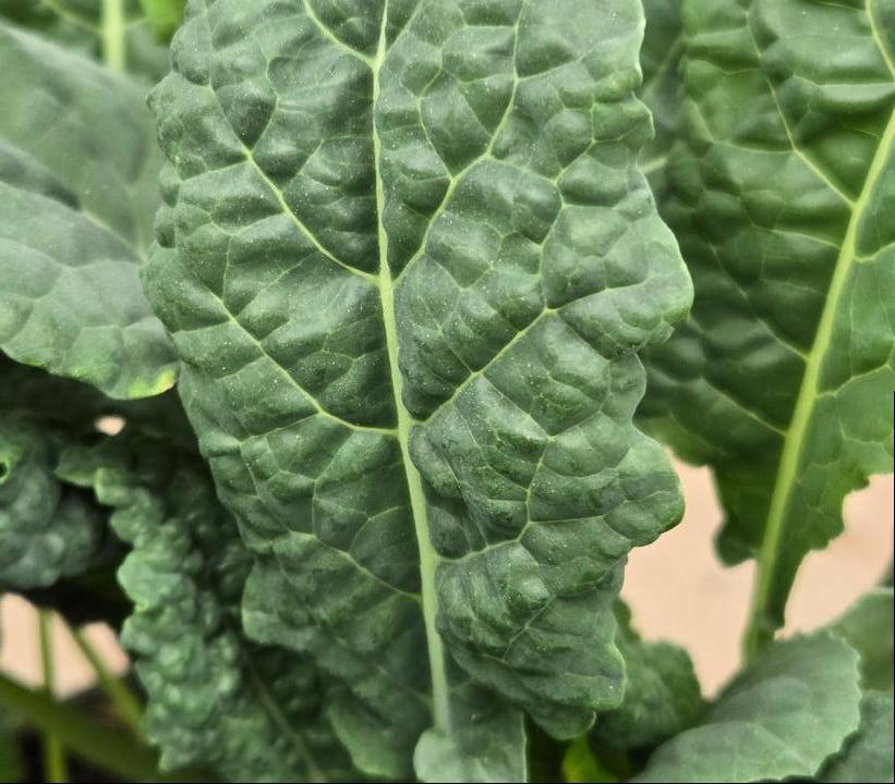 Image Credit: Prides Corner Farms