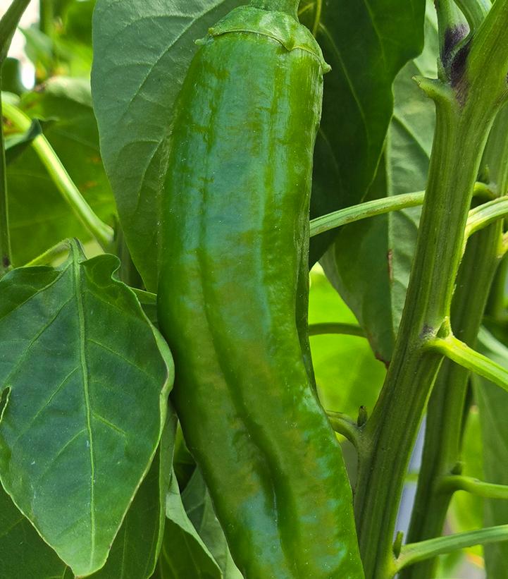 Image Credit: Prides Corner Farms