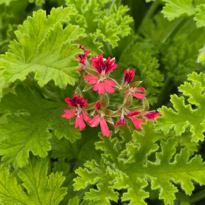 Pelargonium 'Concolor Lace'