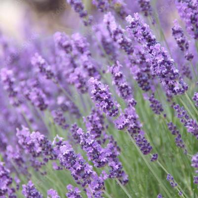 Lavender Angustifolia