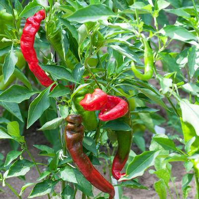 Pepper 'Jimmy Nardello'