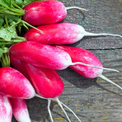 Radish 'French Breakfast'