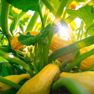 Squash 'Yellow Crookneck'
