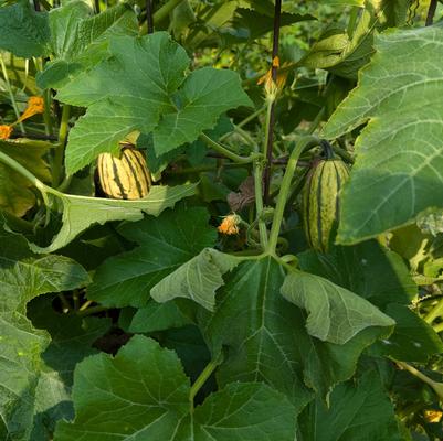 Squash 'Honey Boat'