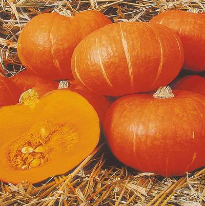 Squash 'Sunshine'
