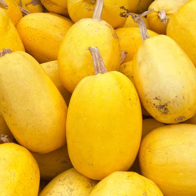 Squash Spaghetti