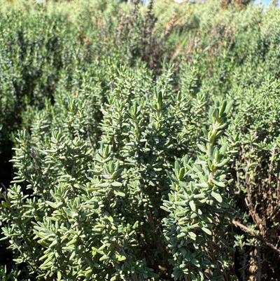 Thyme German Winter