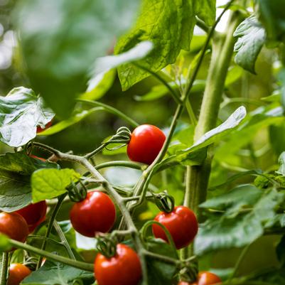 Tomato 'Sweet 100'