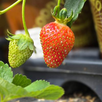 Strawberry Seascape