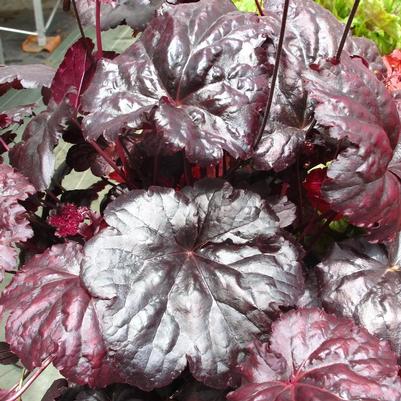 Heuchera 'Black Sea'
