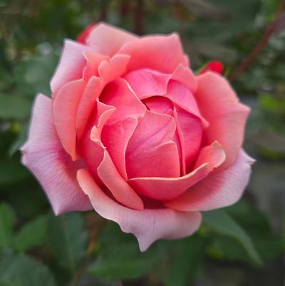 Rosa Coral Knock Out®