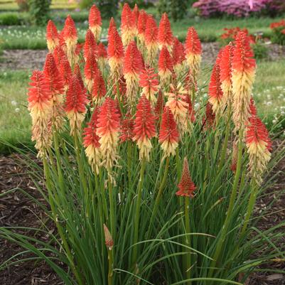 Kniphofia hybrid Pyromania™ 'Rockets Red Glare'