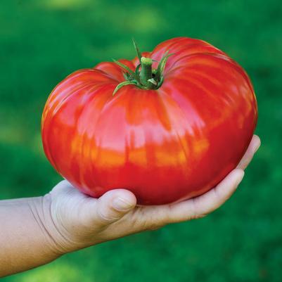 Tomato `Steakhouse`