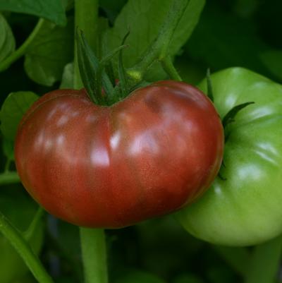 Tomato Heirloom Marriage™ 'Cherokee Carbon'